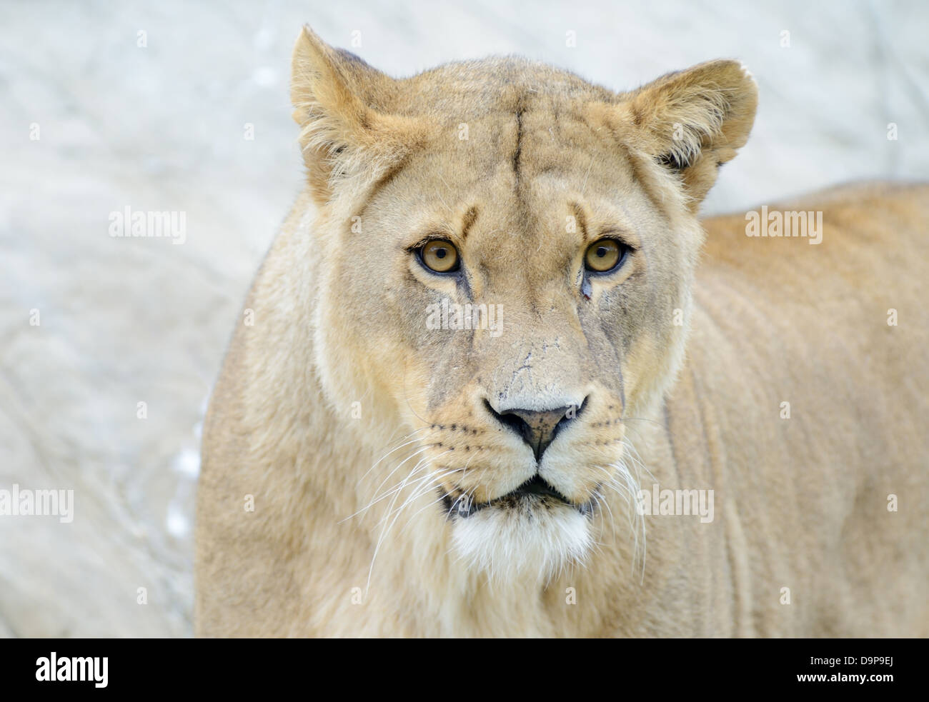 Lioness closeup of head and face staring and looking dangerous Stock Photo