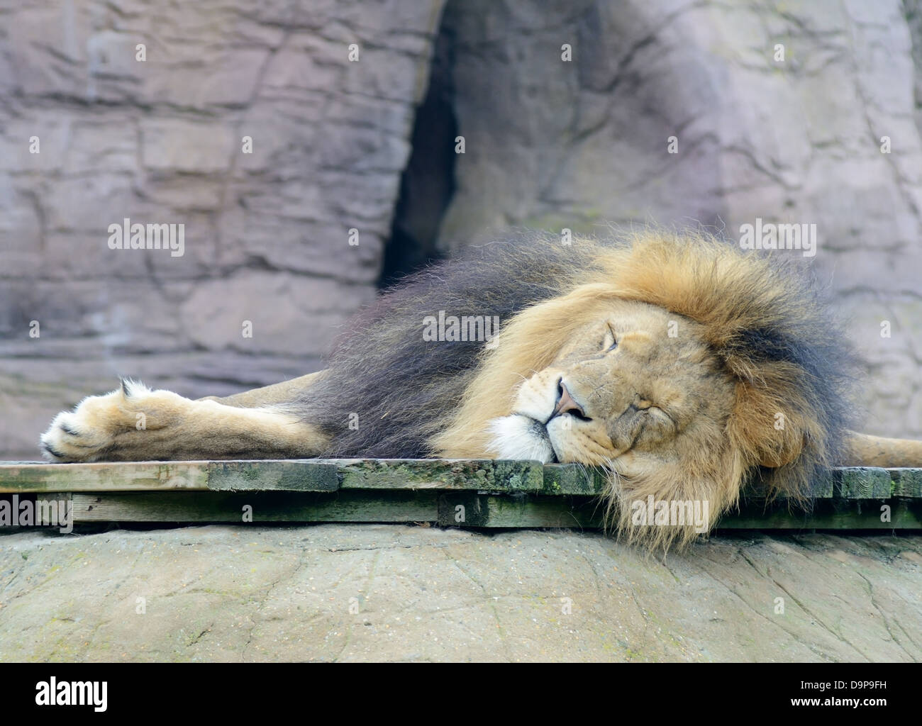 Lazy male lion is sleeping in daytime Stock Photo - Alamy