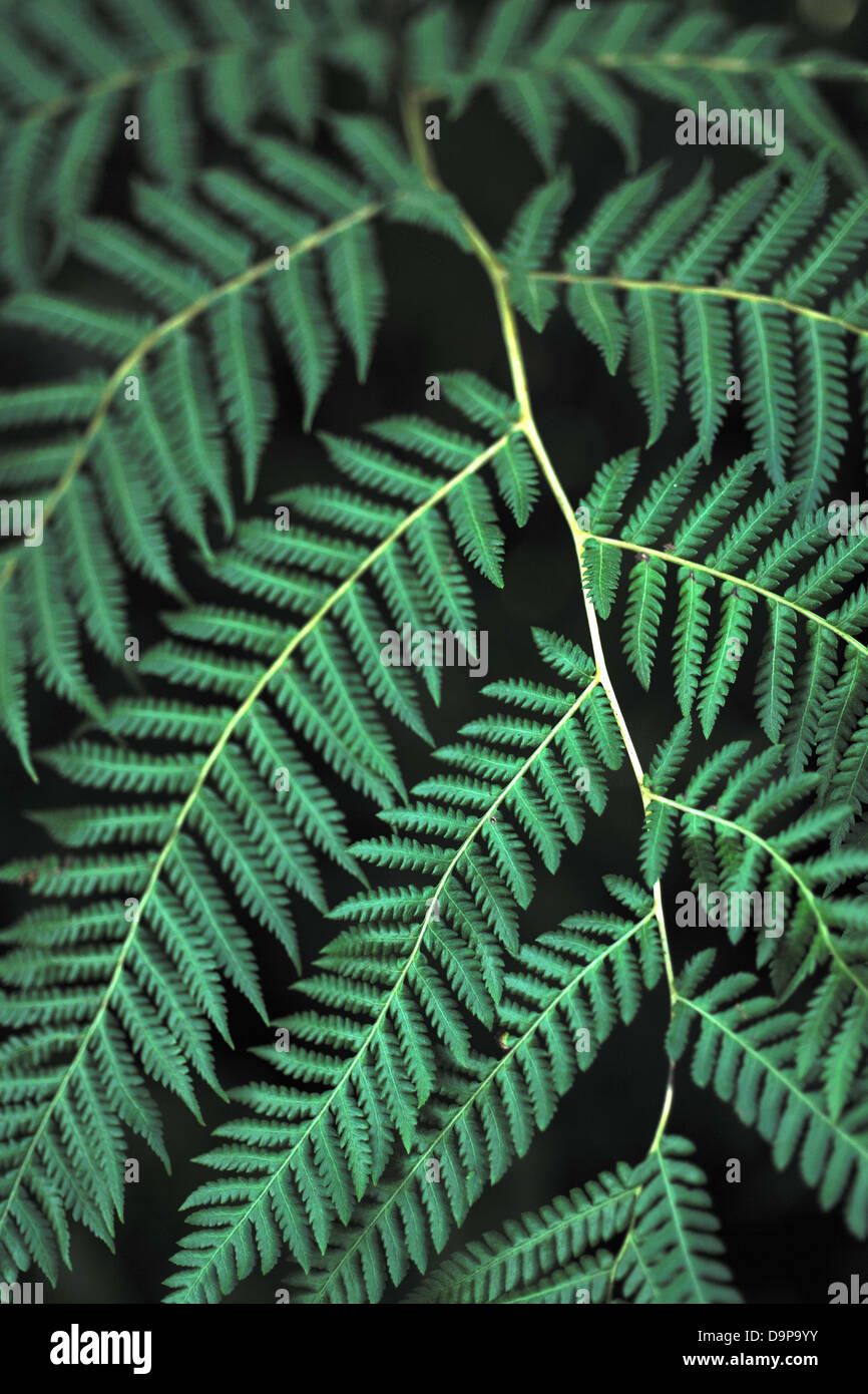 Portrait image of fern leaf hi-res stock photography and images - Alamy