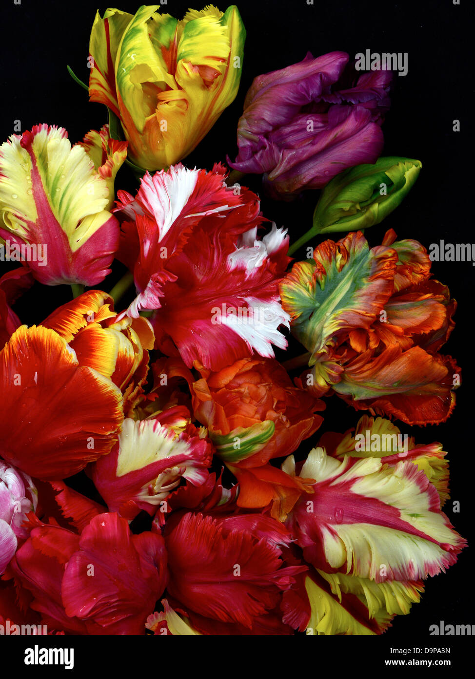 parrot tulips on a black background. Stock Photo