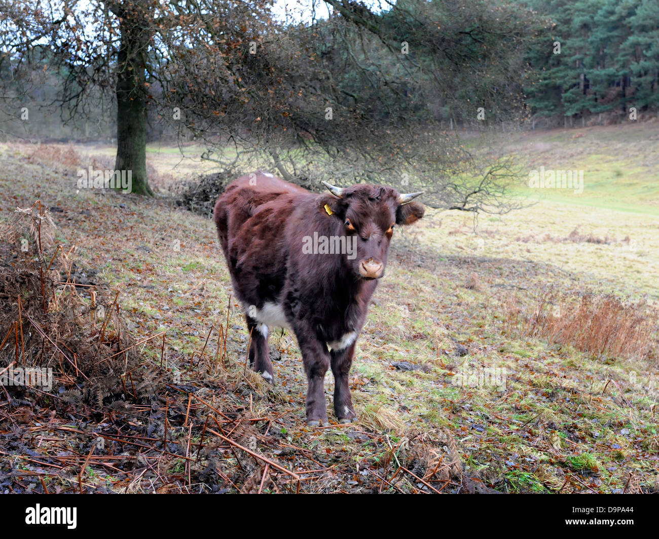 A young docile brown bull alone in a field. Stock Photo