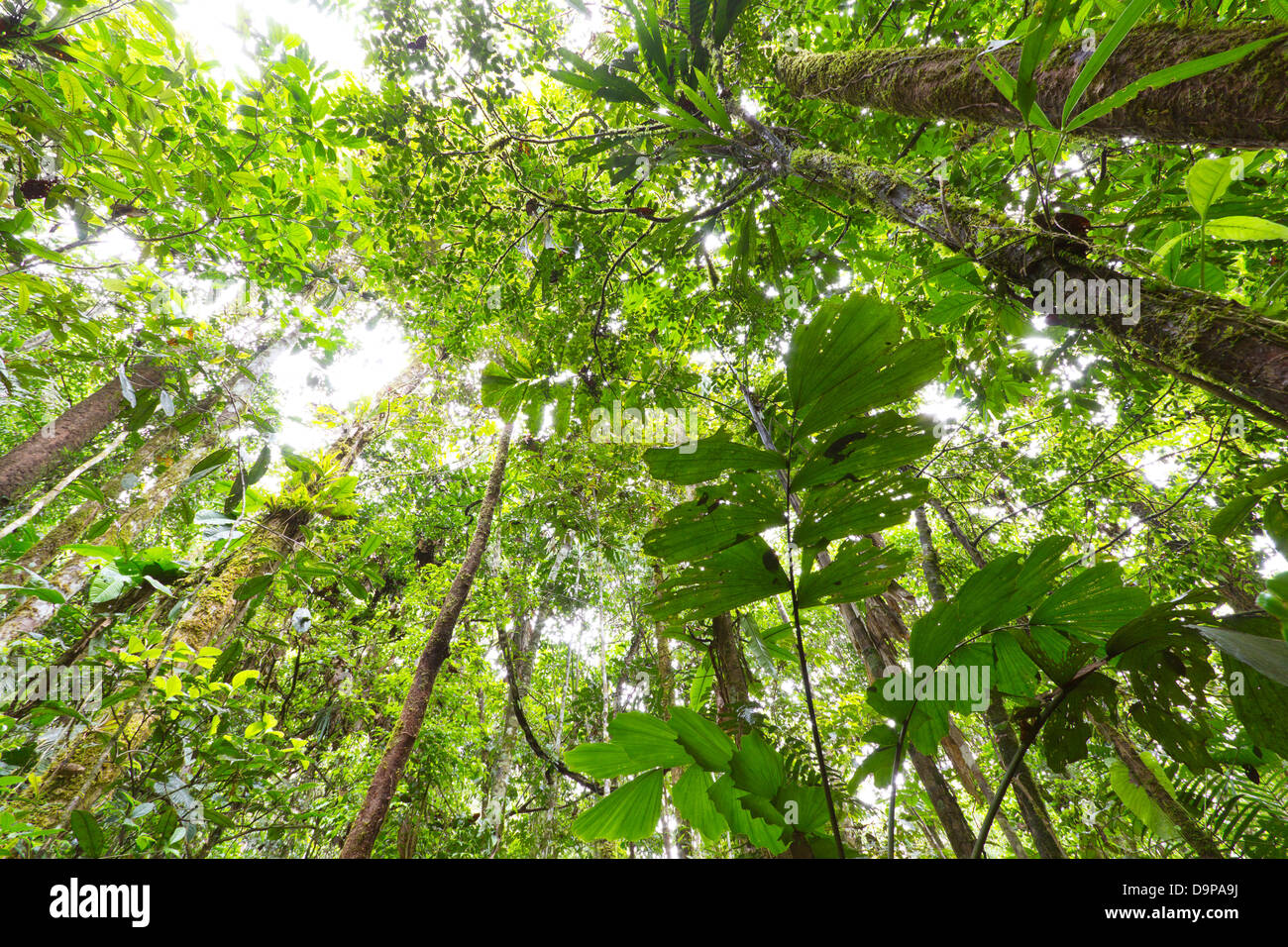 Amazon rainforest canopy hires stock photography and images Alamy