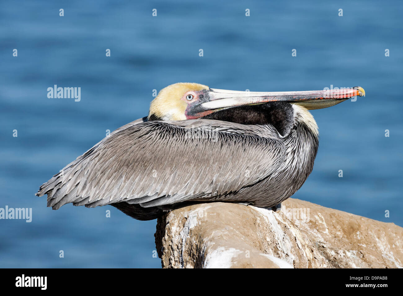 Brown Pelican - Californian sub species Stock Photo