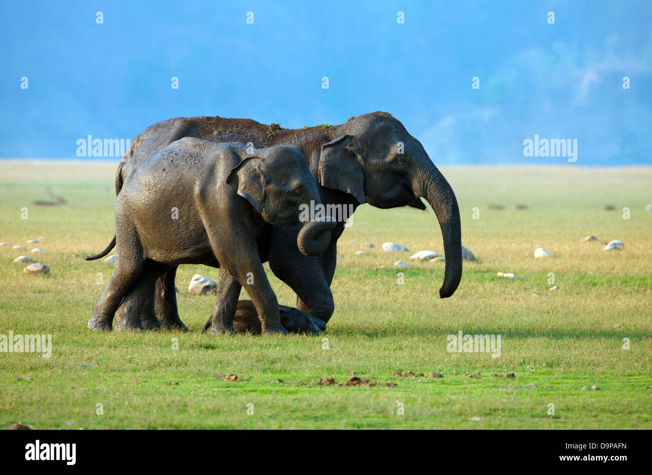 Elephant in Jim Corbett National Park Uttarakhand India Stock Photo Alamy