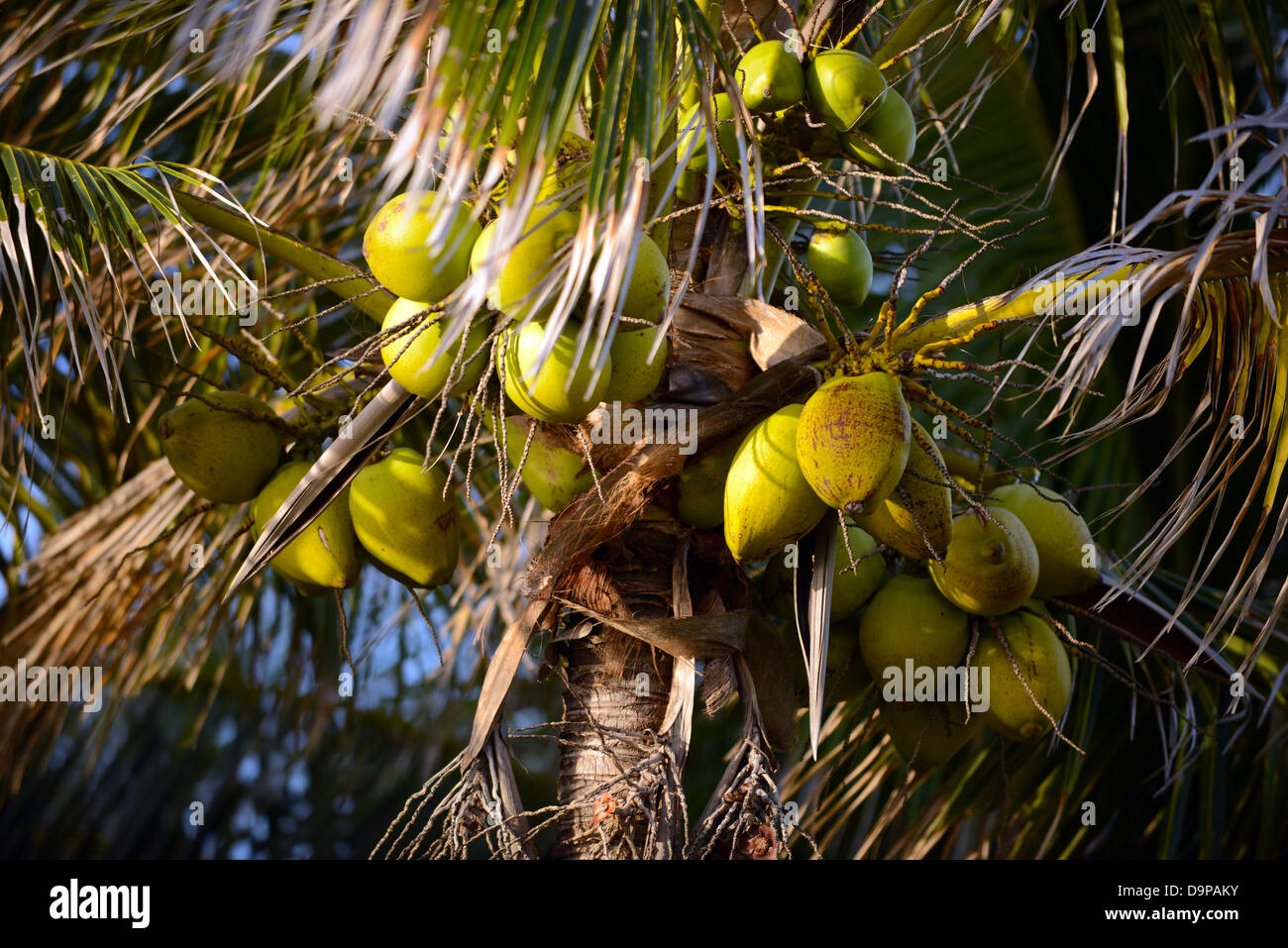 Coconuts growing on a coconut palm tree Stock Photo Alamy