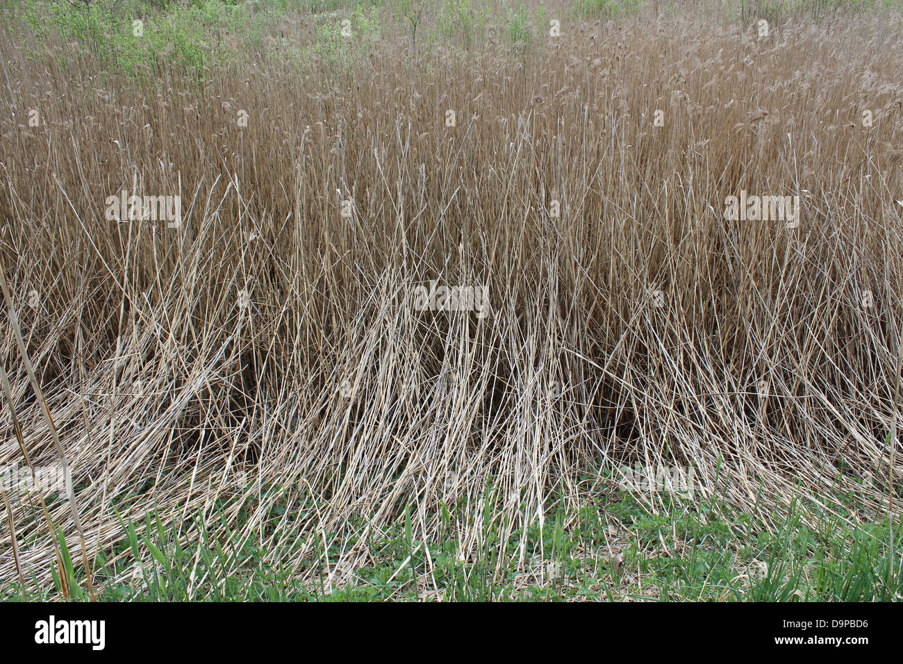 image of thicket of phragmites near the mire Stock Photo