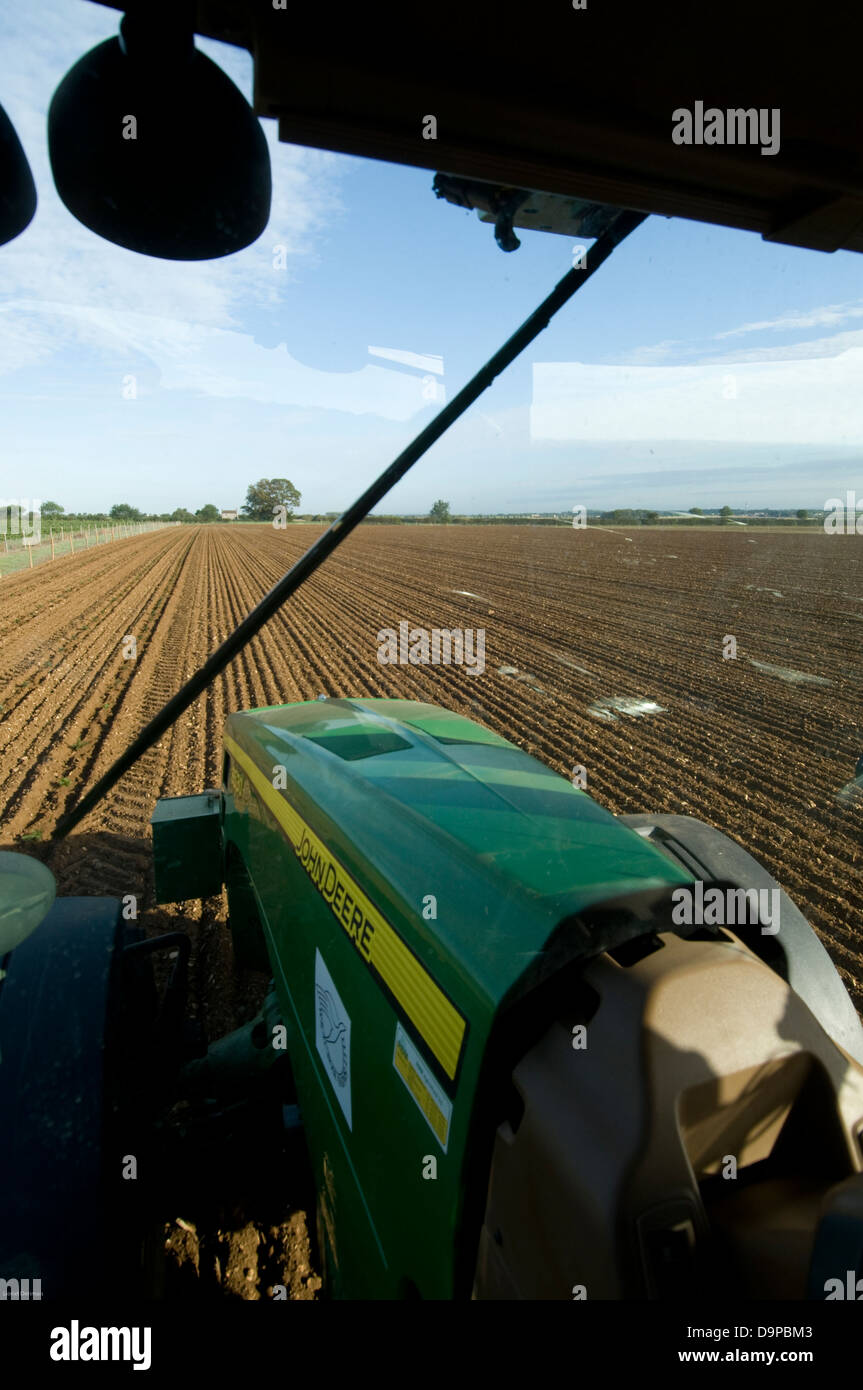 Planting Christmas trees in Lincolnshire, England Stock Photo Alamy