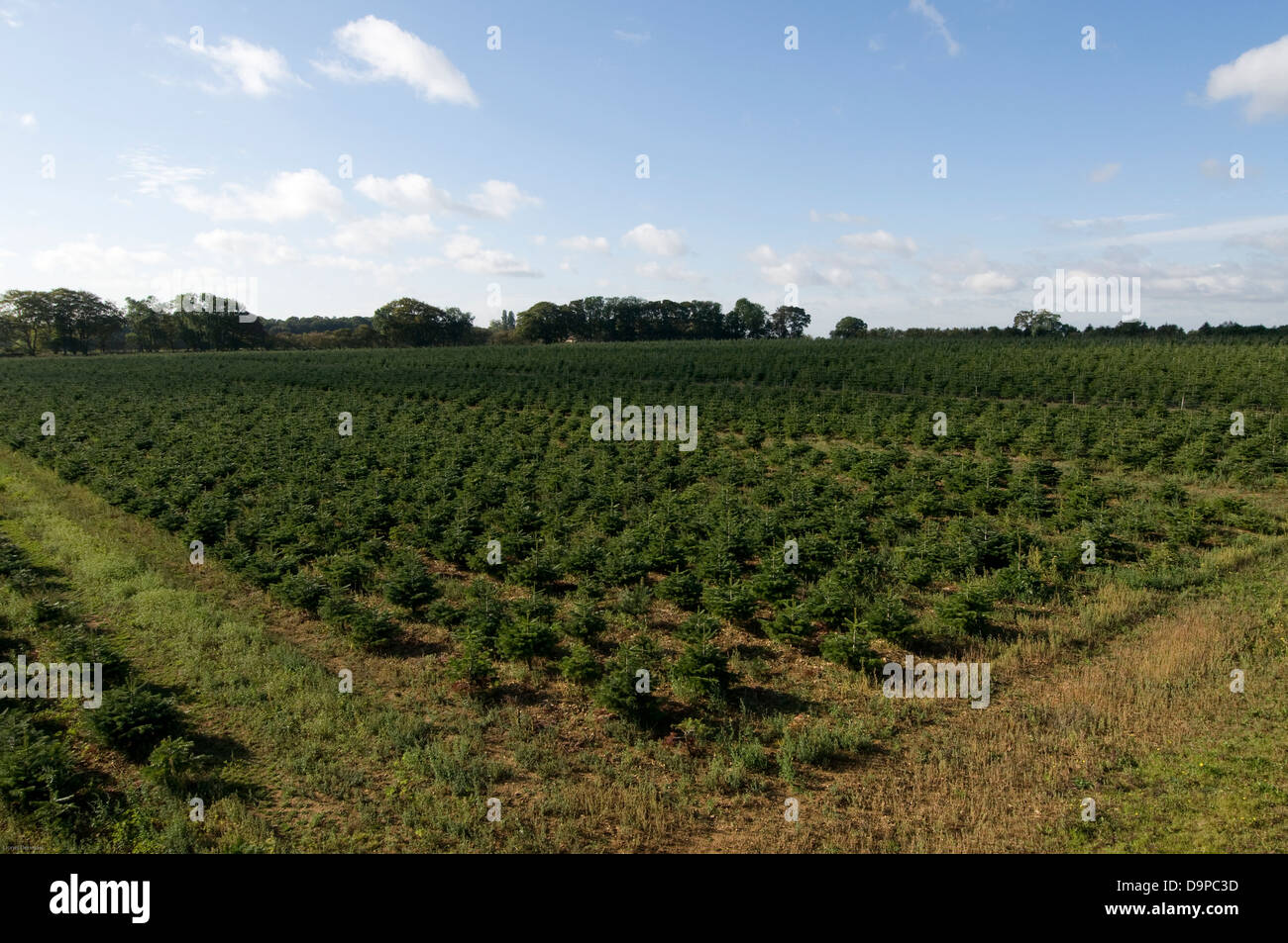 Fields of young Christmas trees, Lincolnshire, England Stock Photo Alamy