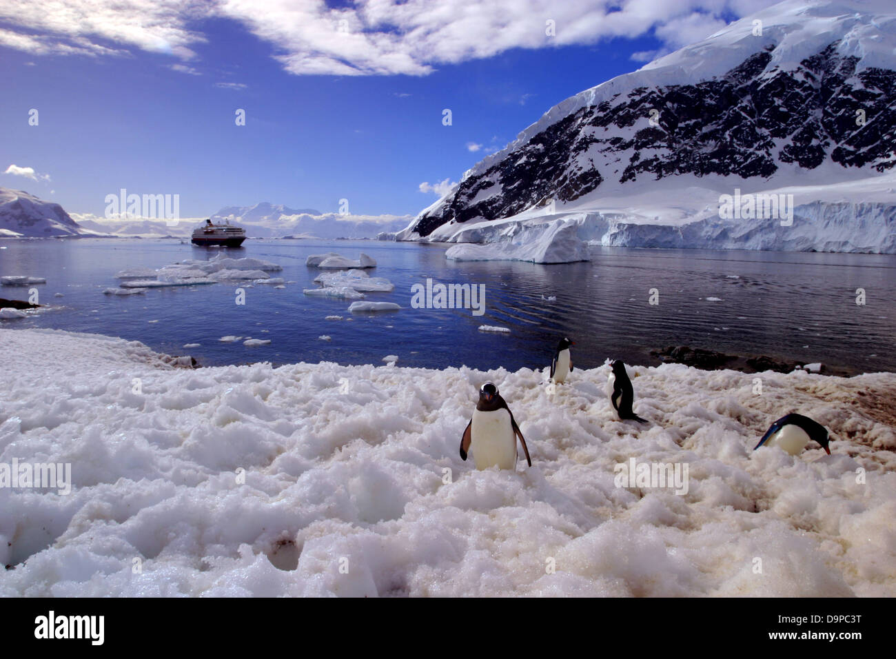 Weird penguins hi-res stock photography and images - Alamy