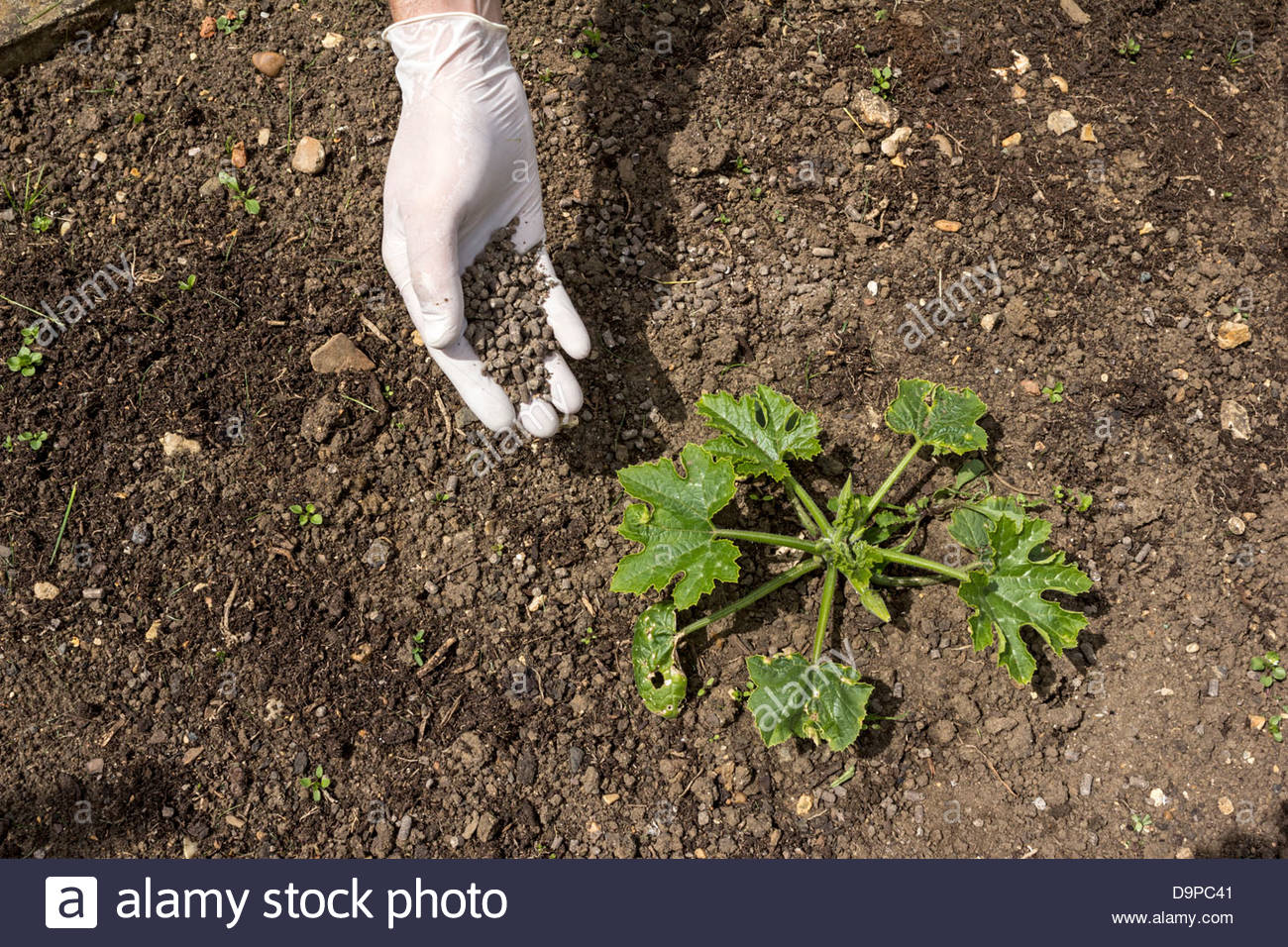 Chicken Manure High Resolution Stock Photography and Images Alamy