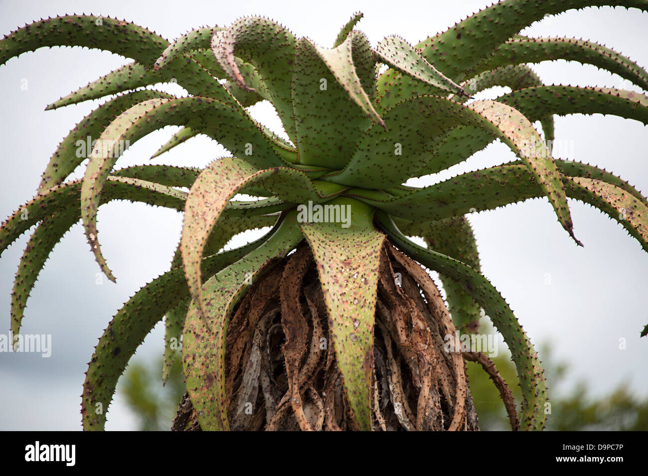 Closeup of Aloe Excelsa tree in KwaZulu-Natal, South Africa. Stock Photo