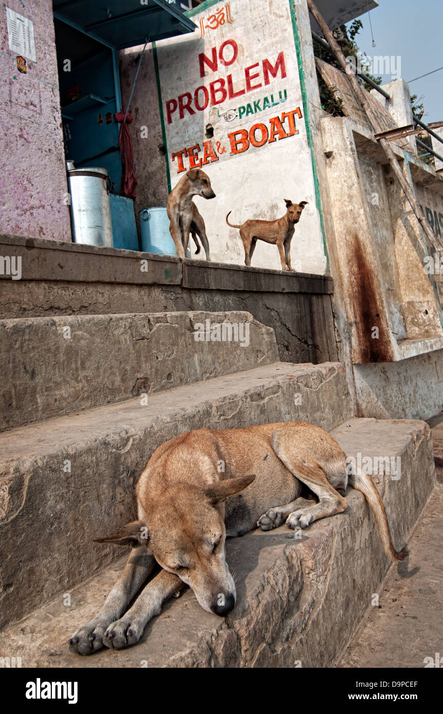 Dog and puppies at a tea shop on the ghats, Varanasi, Benares, Uttar