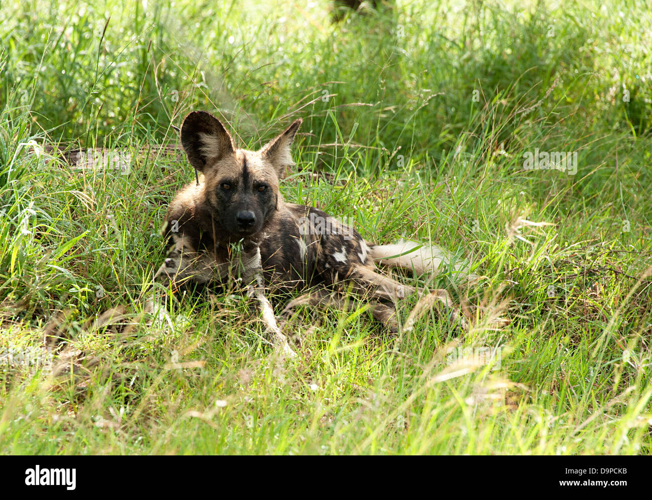 Long legged wild dog hires stock photography and images Alamy