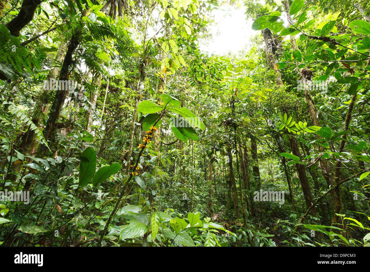 Flowering plant in the rainforest understory, Ecuador Stock Photo