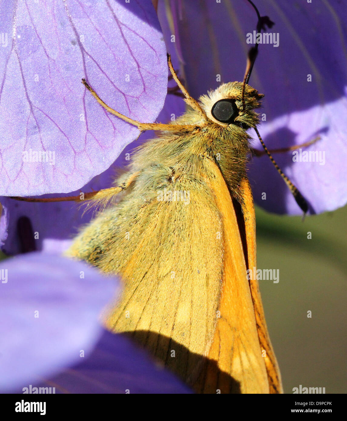 Macro close-up of the brownish Large Skipper butterfly (Ochlodes sylvanus) posing on a purple flower Stock Photo
