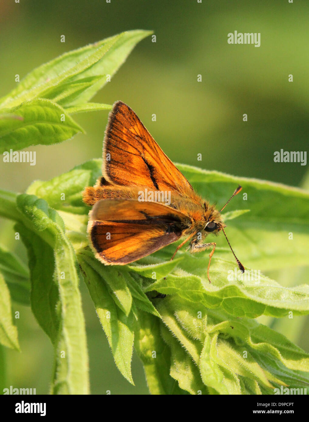 Macro close-up of the male brownish Large Skipper butterfly (Ochlodes sylvanus) posing on a leaf Stock Photo