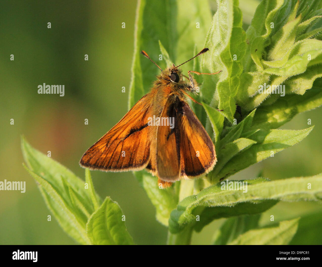 Macro close-up of the brownish  Large Skipper butterfly (Ochlodes sylvanus) posing on  a blade of grass Stock Photo