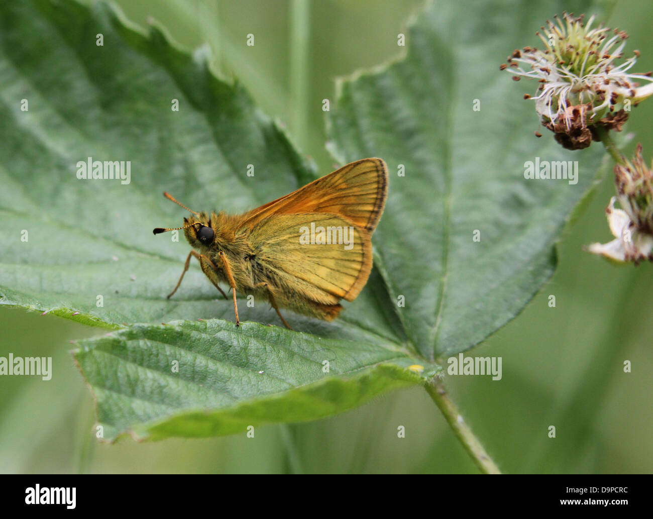 Macro close-up of the female  brownish  Large Skipper butterfly (Ochlodes sylvanus) posing on a leaf Stock Photo