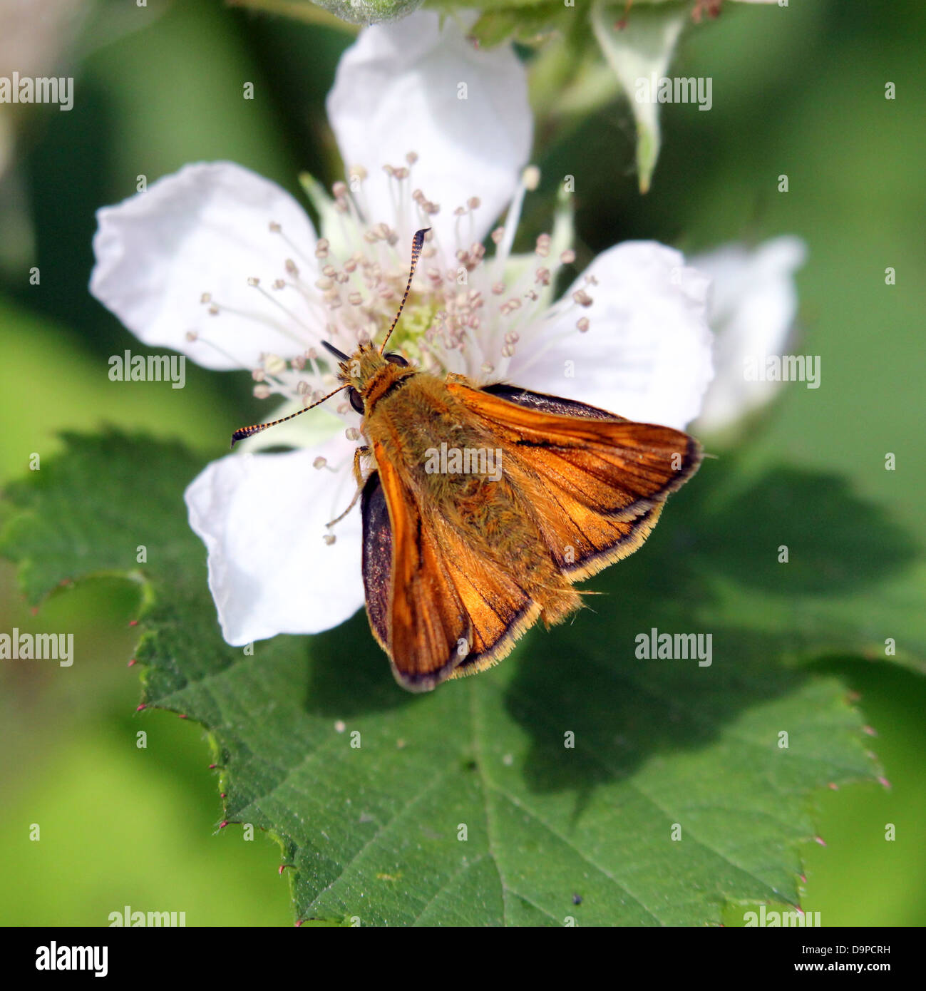 Macro close-up of the  Large Skipper butterfly (Ochlodes sylvanus) posing on a white blackberry flower (series of 5 images) Stock Photo