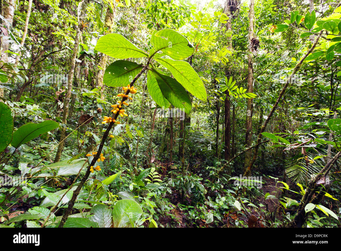 Flowering plant in the rainforest understory, Ecuador Stock Photo Alamy