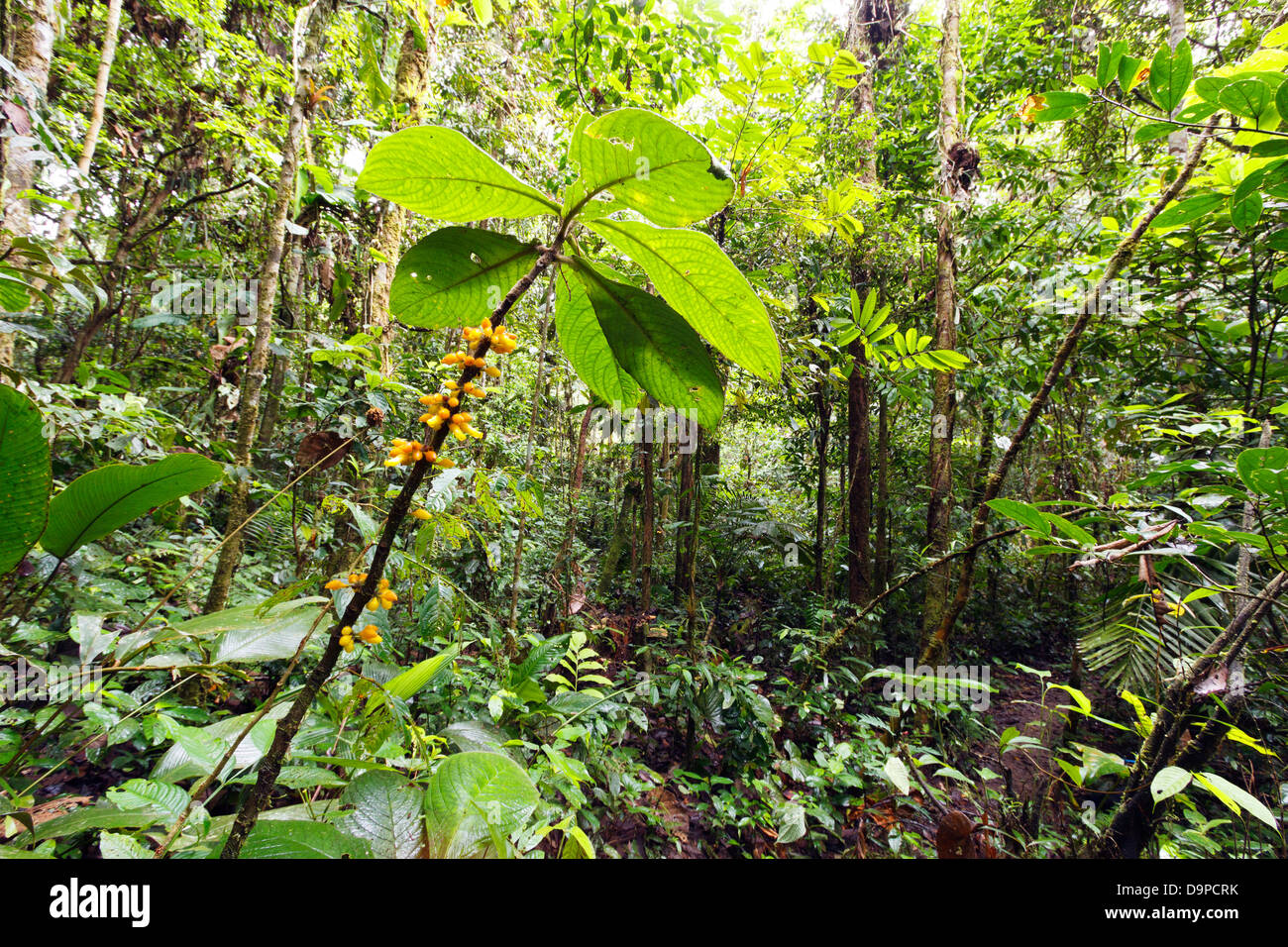 Flowering plant in the rainforest understory, Ecuador Stock Photo