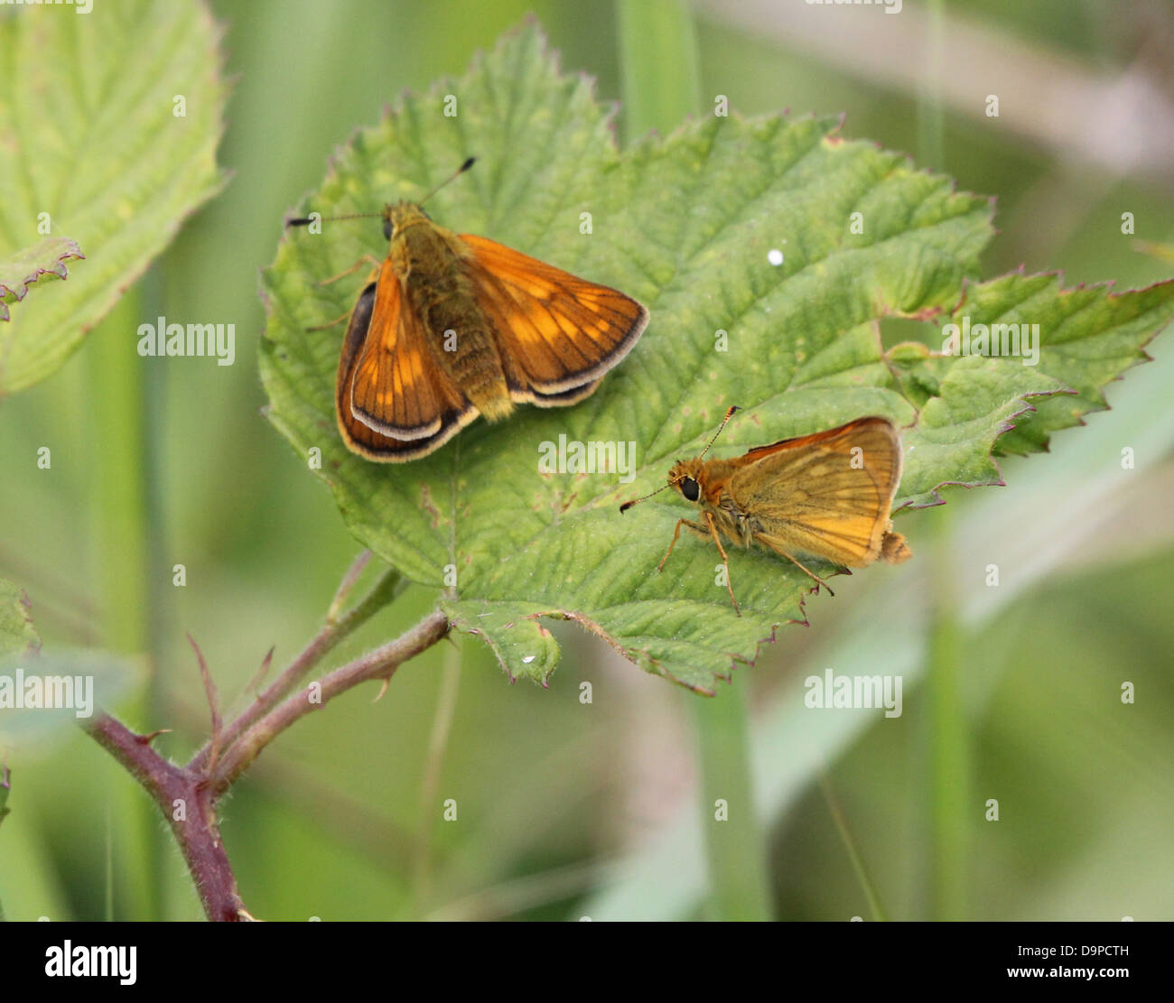 Macro close-up of a male and female Large Skipper butterfly (Ochlodes sylvanus) posing on a leaf Stock Photo