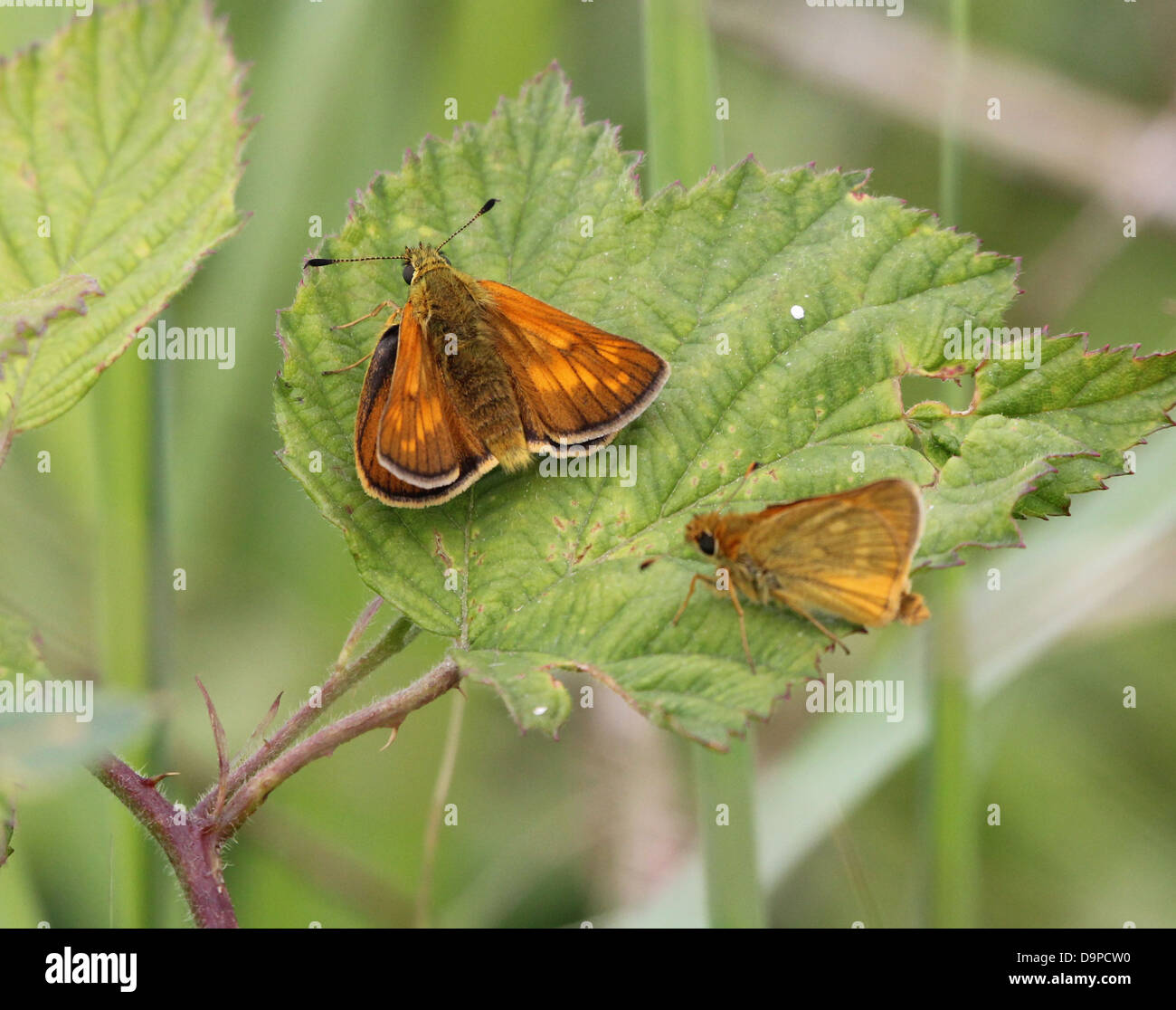 Macro close-up of a  male and female  Large Skipper butterfly (Ochlodes sylvanus) posing on a leaf Stock Photo