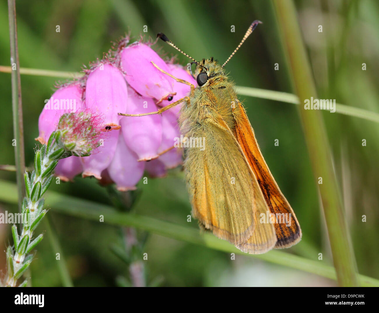 Macro close-up of the brownish Large Skipper butterfly (Ochlodes sylvanus) posing on a purple flower Stock Photo