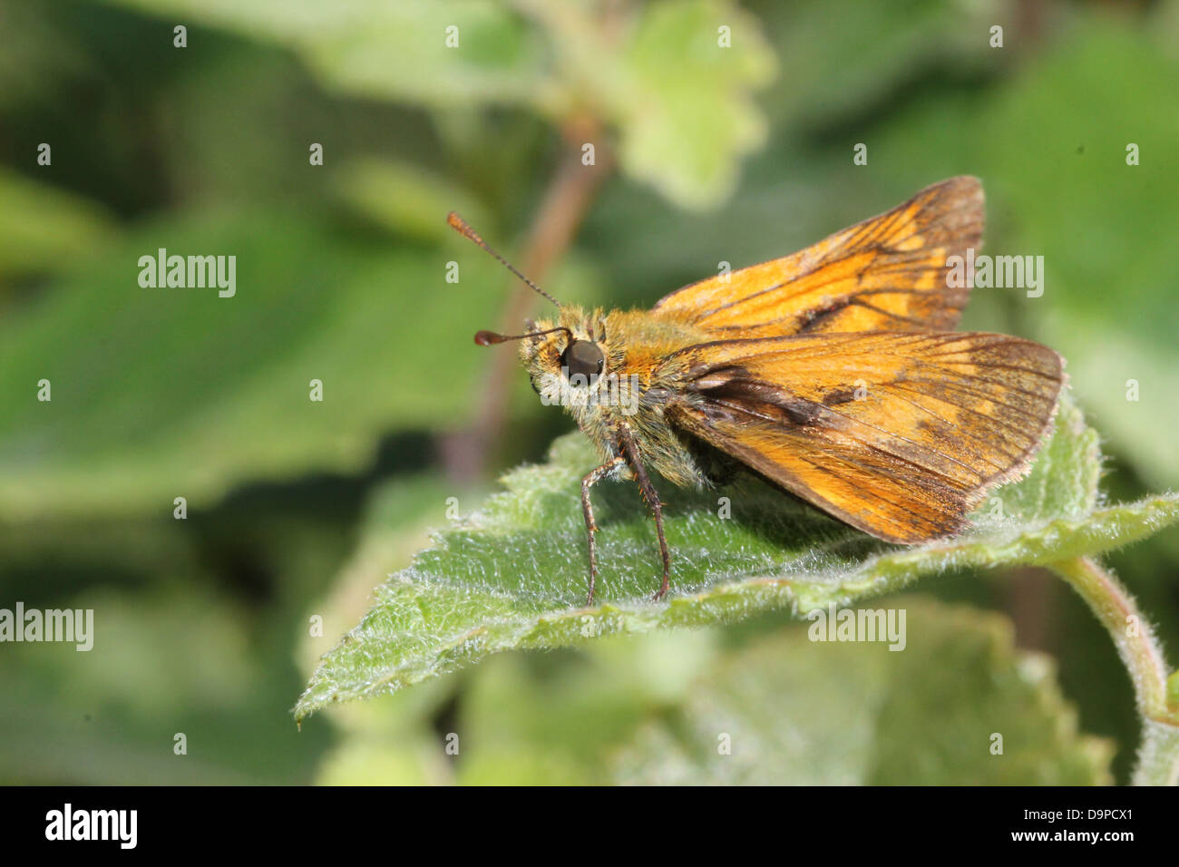 Macro close-up of the brownish  Large Skipper butterfly (Ochlodes sylvanus) posing on  a blade of grass Stock Photo