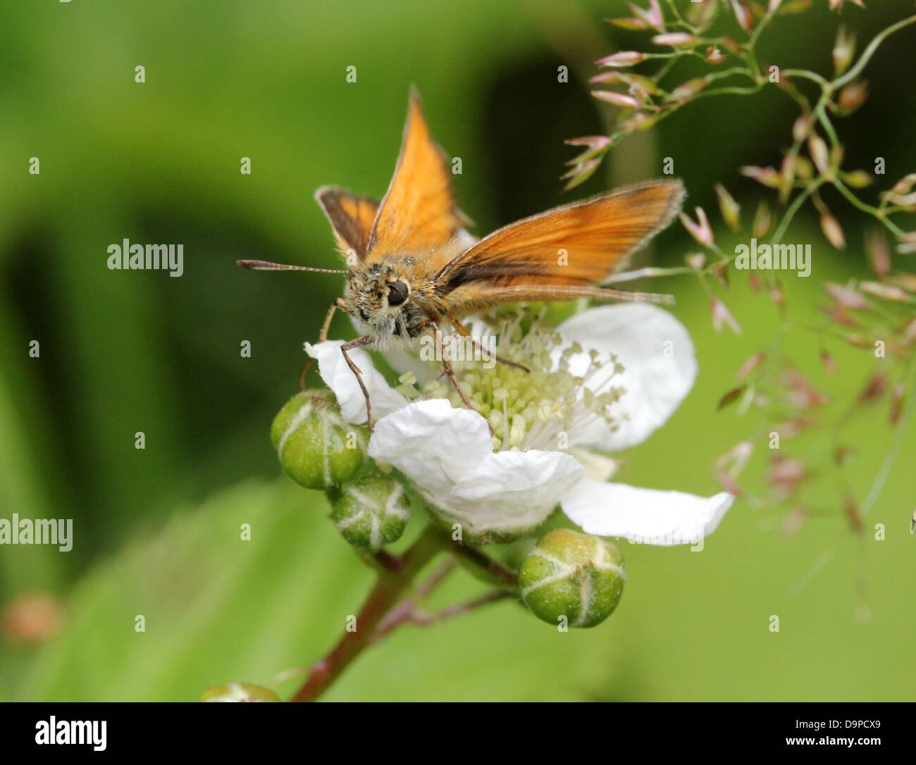 Macro close-up of the Large Skipper butterfly (Ochlodes sylvanus) posing on a white blackberry flower (series of 5 images) Stock Photo