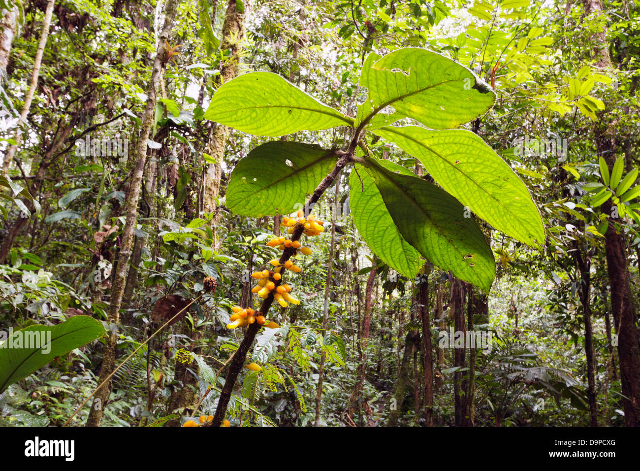 Flowering plant in the rainforest understory, Ecuador Stock Photo Alamy