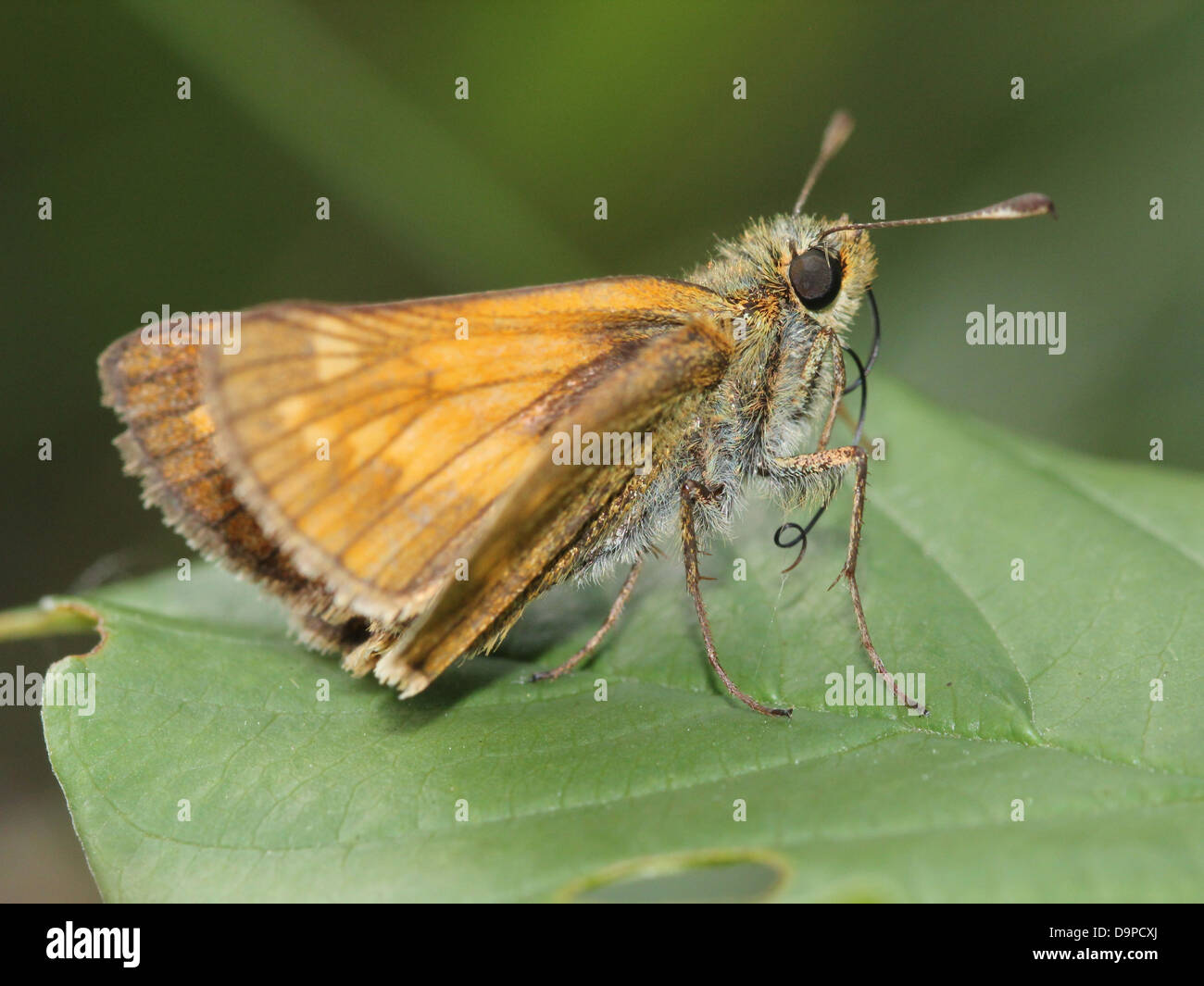 Macro close-up of the brownish Large Skipper butterfly (Ochlodes sylvanus) posing on a blade of grass Stock Photo