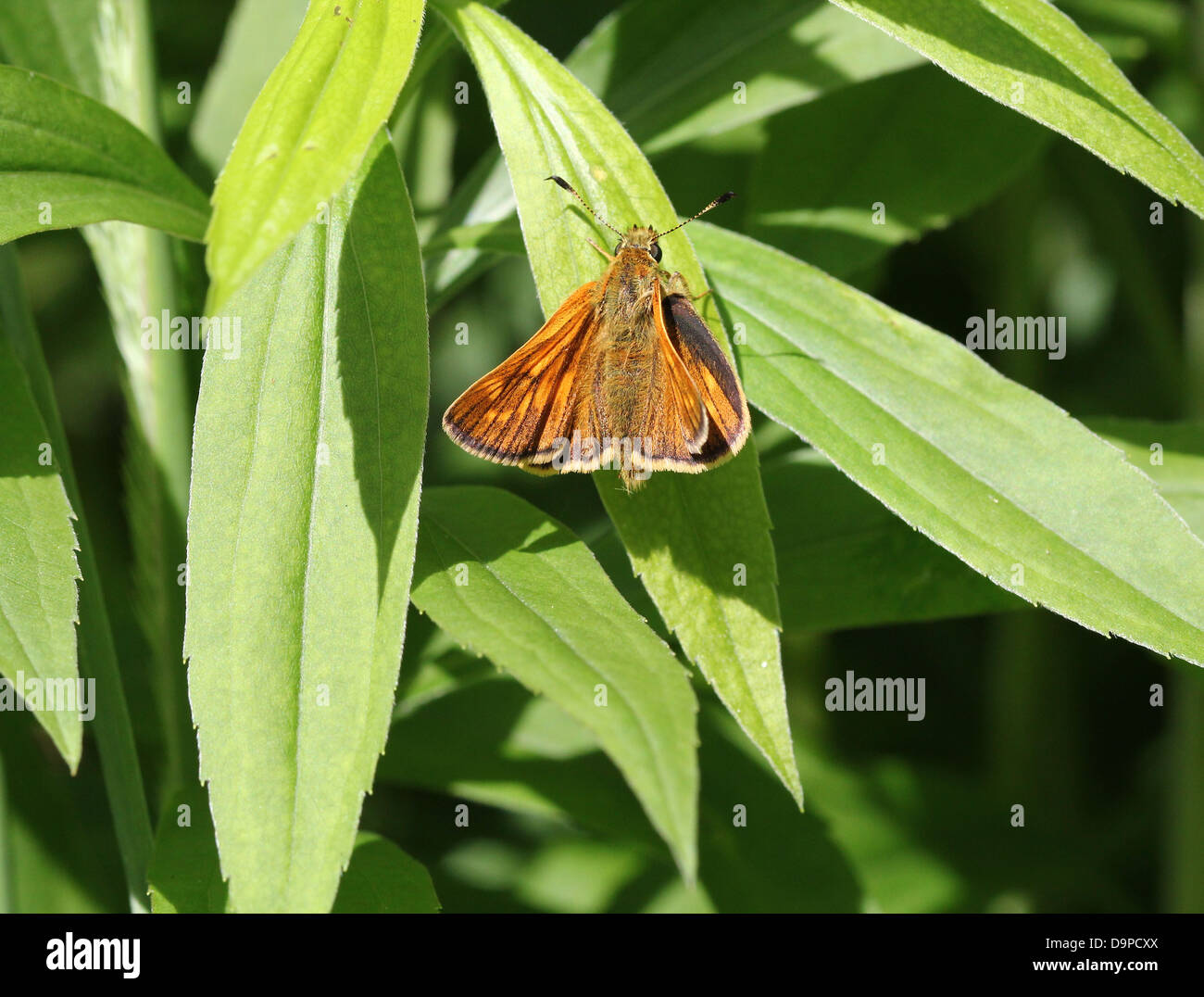 Macro close-up of the brownish Large Skipper butterfly (Ochlodes sylvanus) posing on a blade of grass Stock Photo