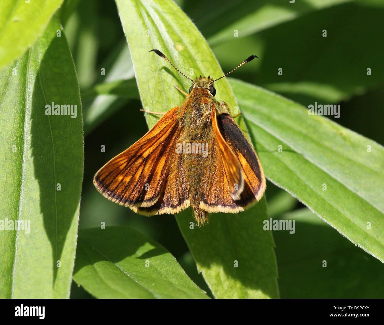 Macro close-up of the brownish Large Skipper butterfly (Ochlodes sylvanus) posing on a blade of grass Stock Photo