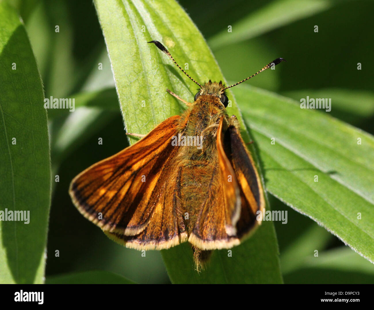 Macro close-up of the brownish Large Skipper butterfly (Ochlodes sylvanus) posing on a blade of grass Stock Photo