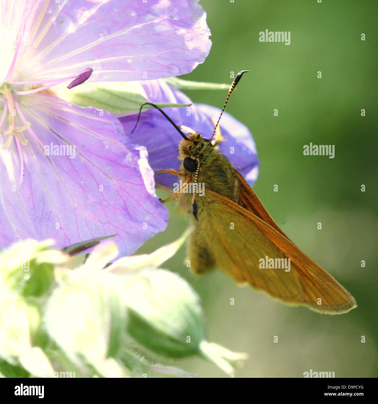 Macro close-up of the brownish Large Skipper butterfly (Ochlodes sylvanus) posing on a purple flower Stock Photo