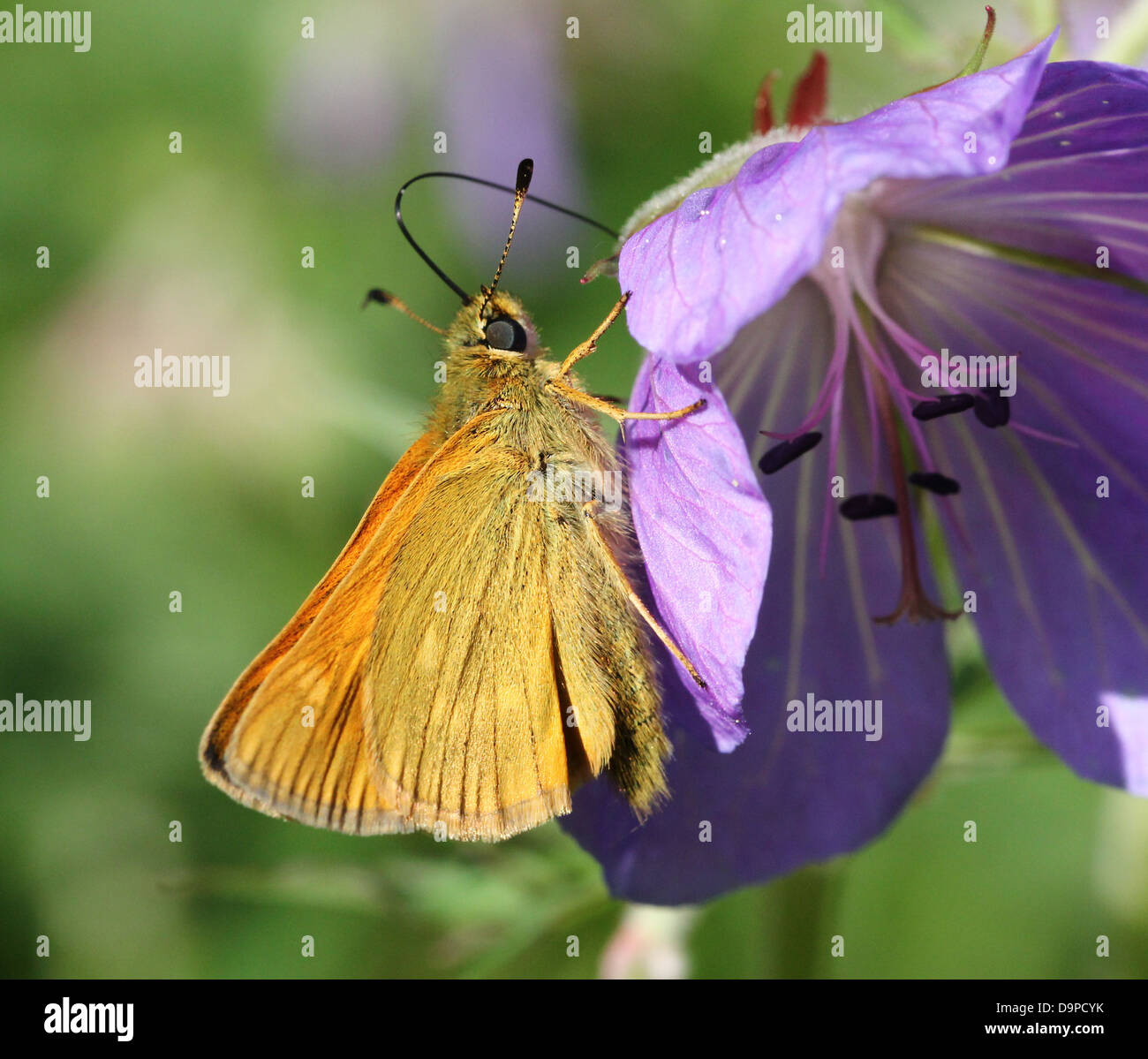 Macro close-up of the brownish Large Skipper butterfly (Ochlodes sylvanus) posing on a purple flower Stock Photo