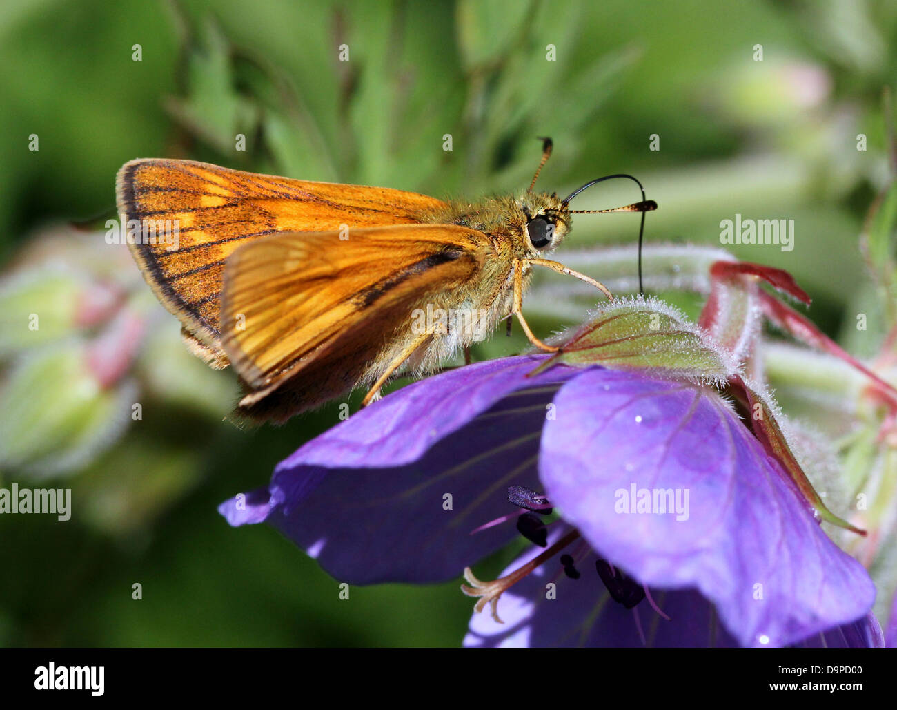 Macro close-up of the brownish  Large Skipper butterfly (Ochlodes sylvanus) posing on a purple flower Stock Photo