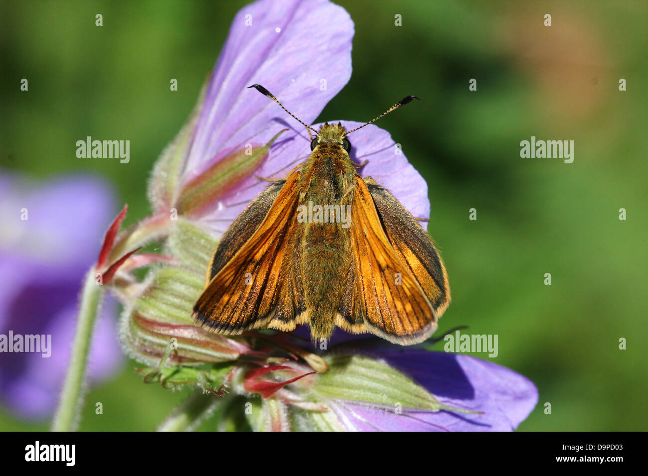 Macro close-up of the brownish Large Skipper butterfly (Ochlodes sylvanus) posing on a purple flower Stock Photo