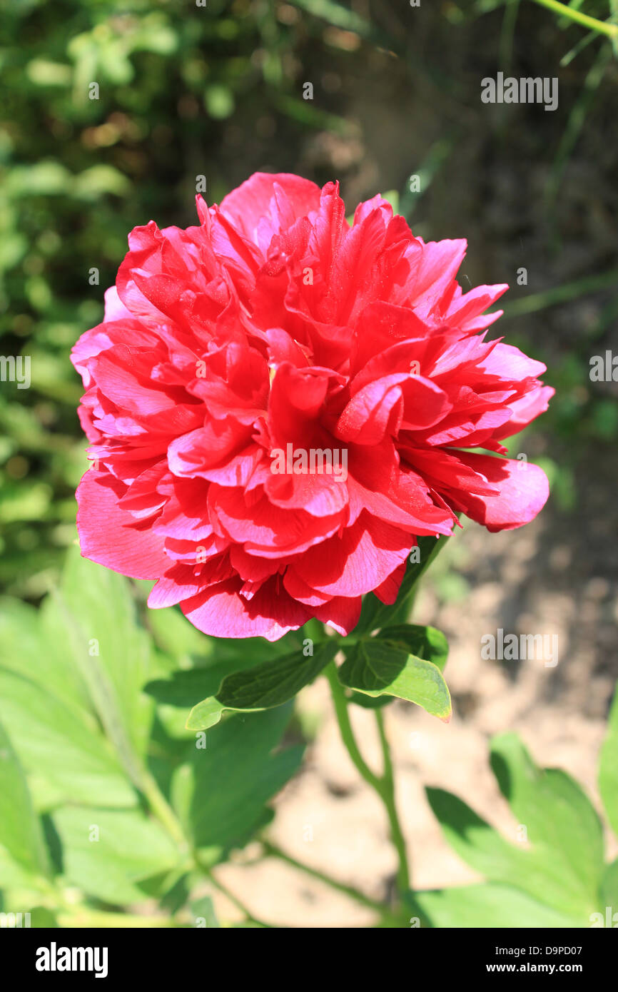 beautiful pink flower of peony in the garden Stock Photo - Alamy