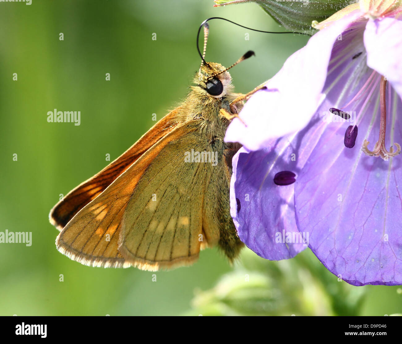 European Large Skipper butterfly (Ochlodes sylvanus) feeding on a purple flower Stock Photo