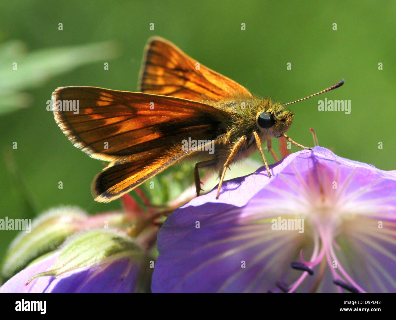 Macro close-up of the brownish Large Skipper butterfly (Ochlodes sylvanus) posing on a purple flower Stock Photo