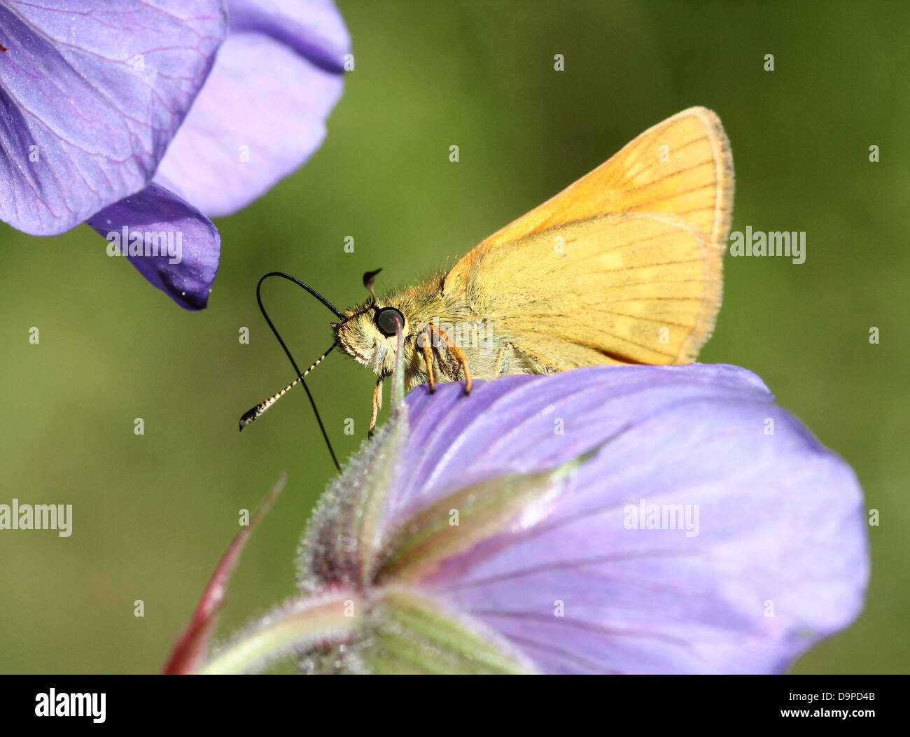Macro close-up of the brownish  Large Skipper butterfly (Ochlodes sylvanus) posing on a purple flower Stock Photo