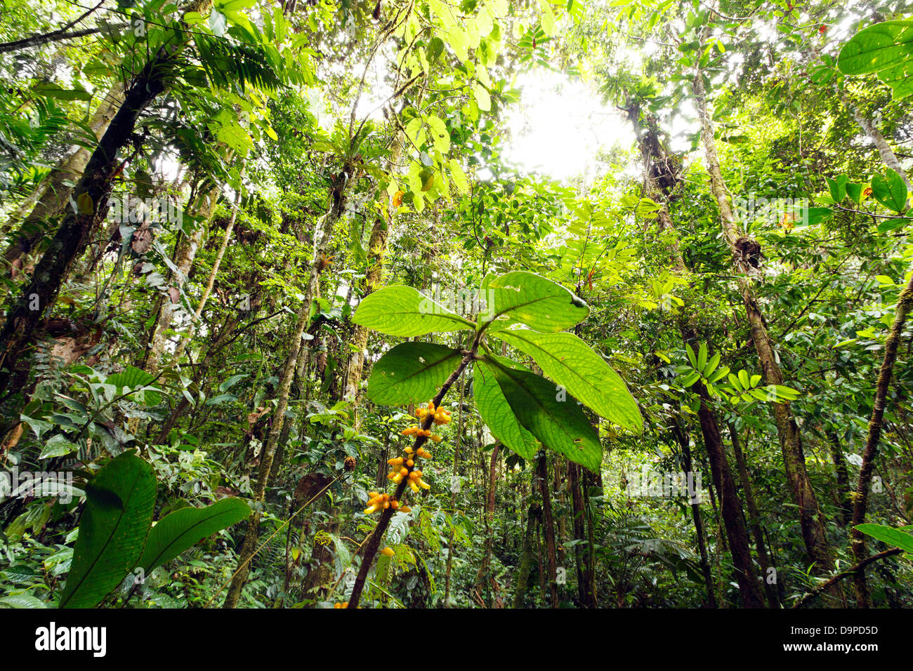 Flowering plant in the rainforest understory, Ecuador Stock Photo Alamy