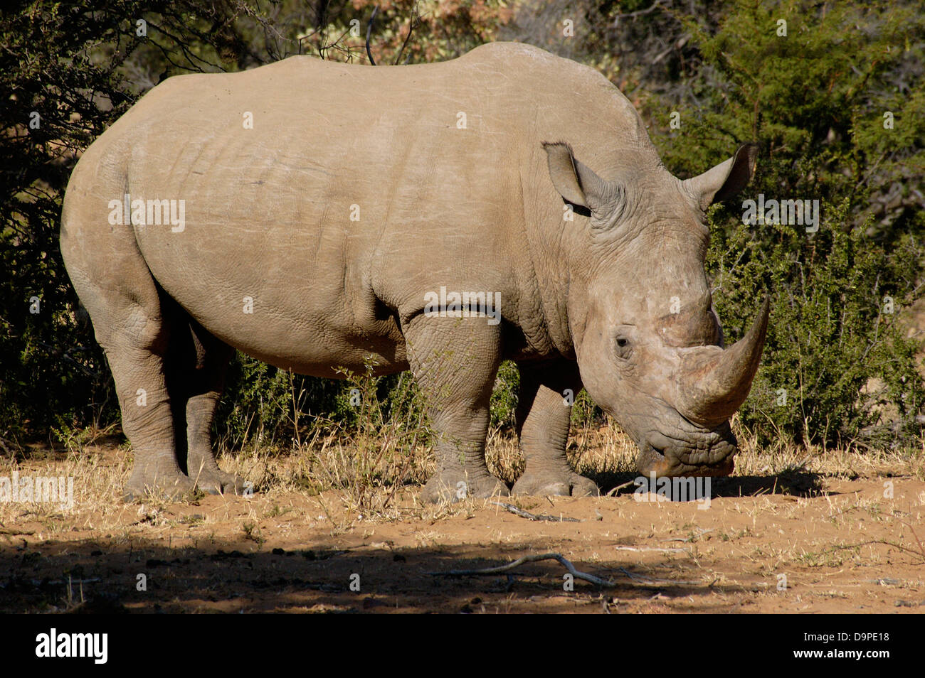 Black rhinoceros (Diceros bicornis) male, which was orphaned by poachers and lives in a fenced reserve, South Africa Stock Photo