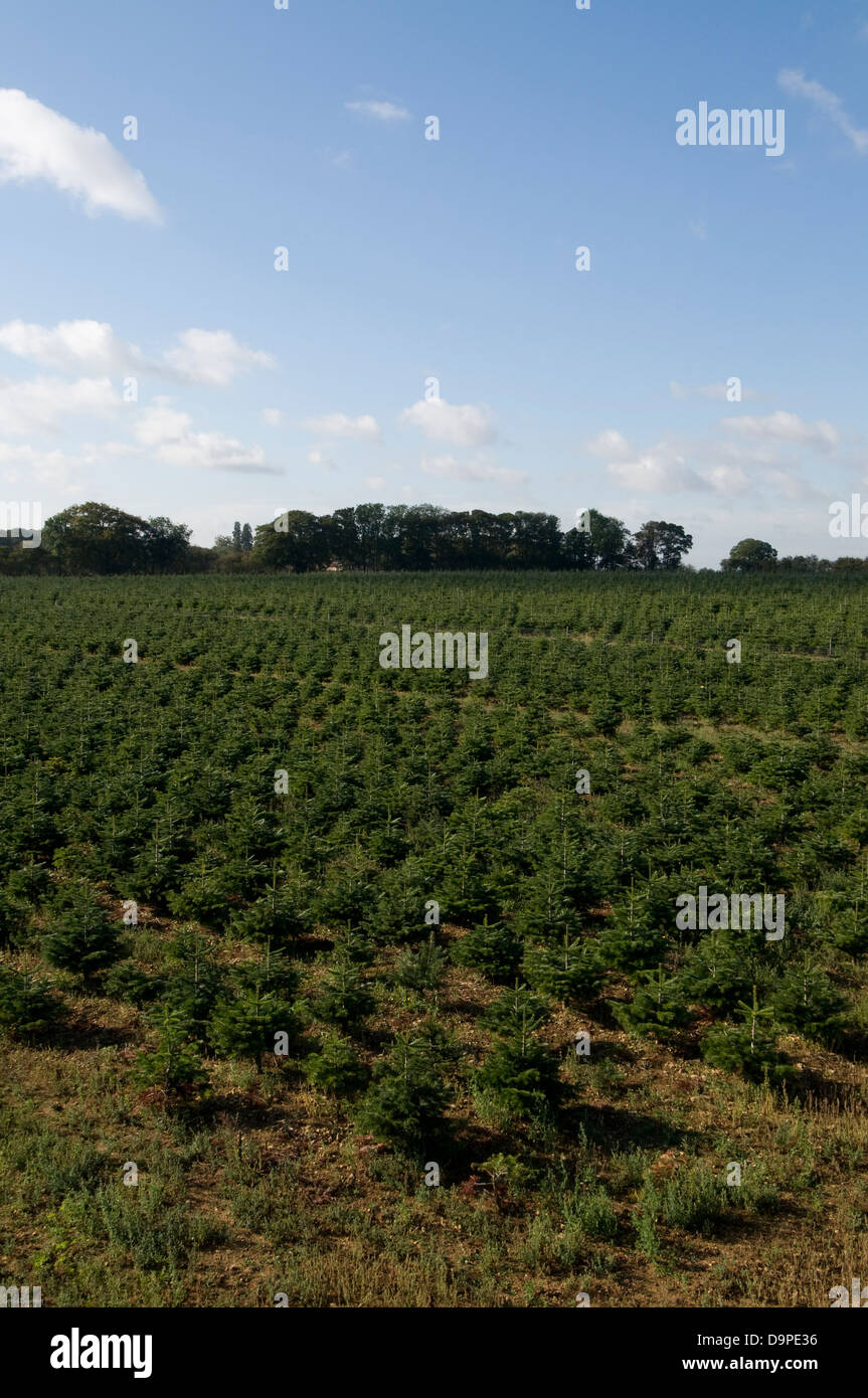 Fields of young Christmas trees, Lincolnshire, England Stock Photo Alamy