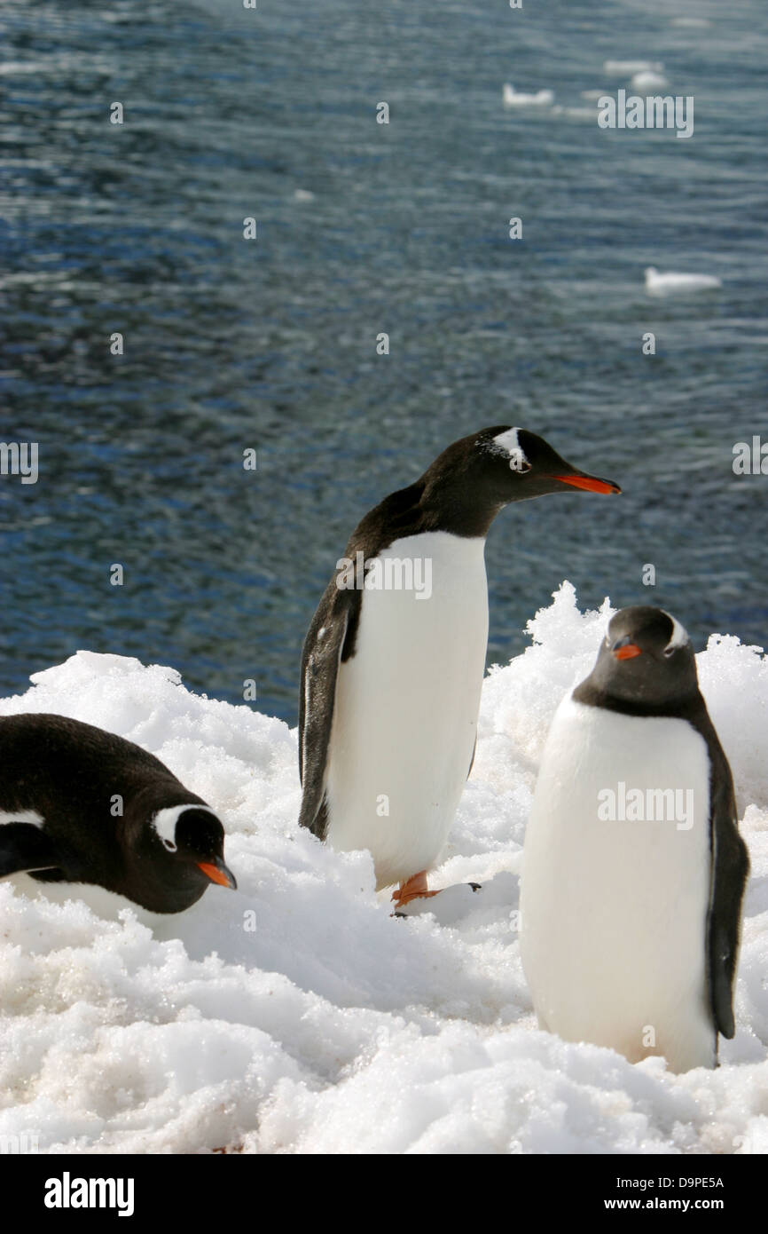 Cuverville Island, in the mid-peninsula area, boasts Antarctica's largest know gentoo penguin rookery Stock Photo