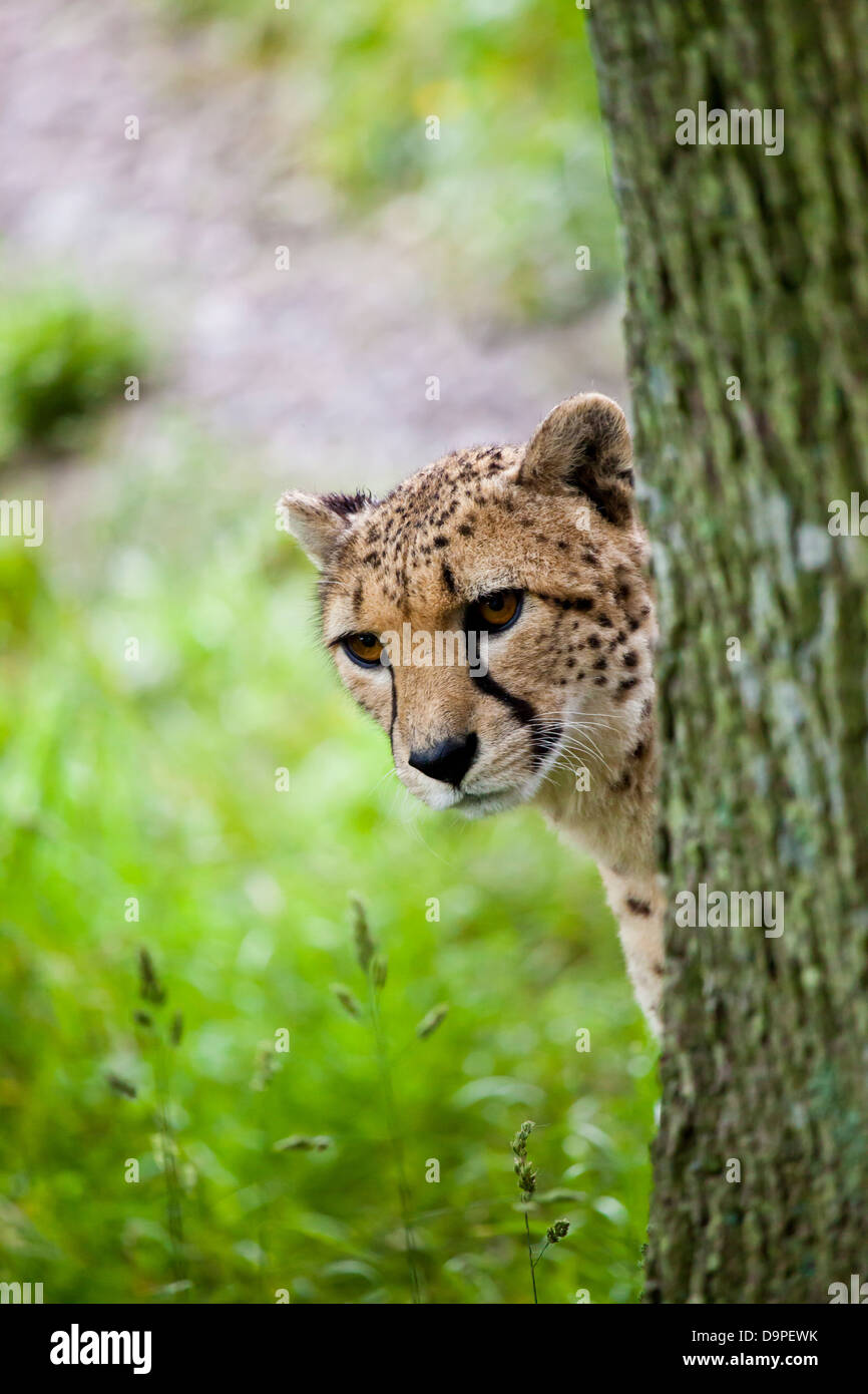 Cheetah Emerging Stock Photo