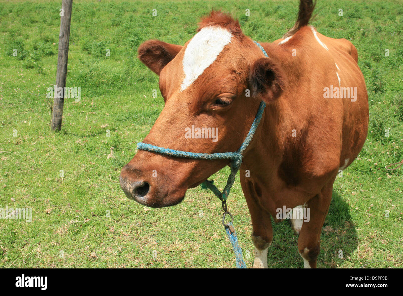 A brown cow standing in a farmers field of grass in Cotacachi, Ecuador