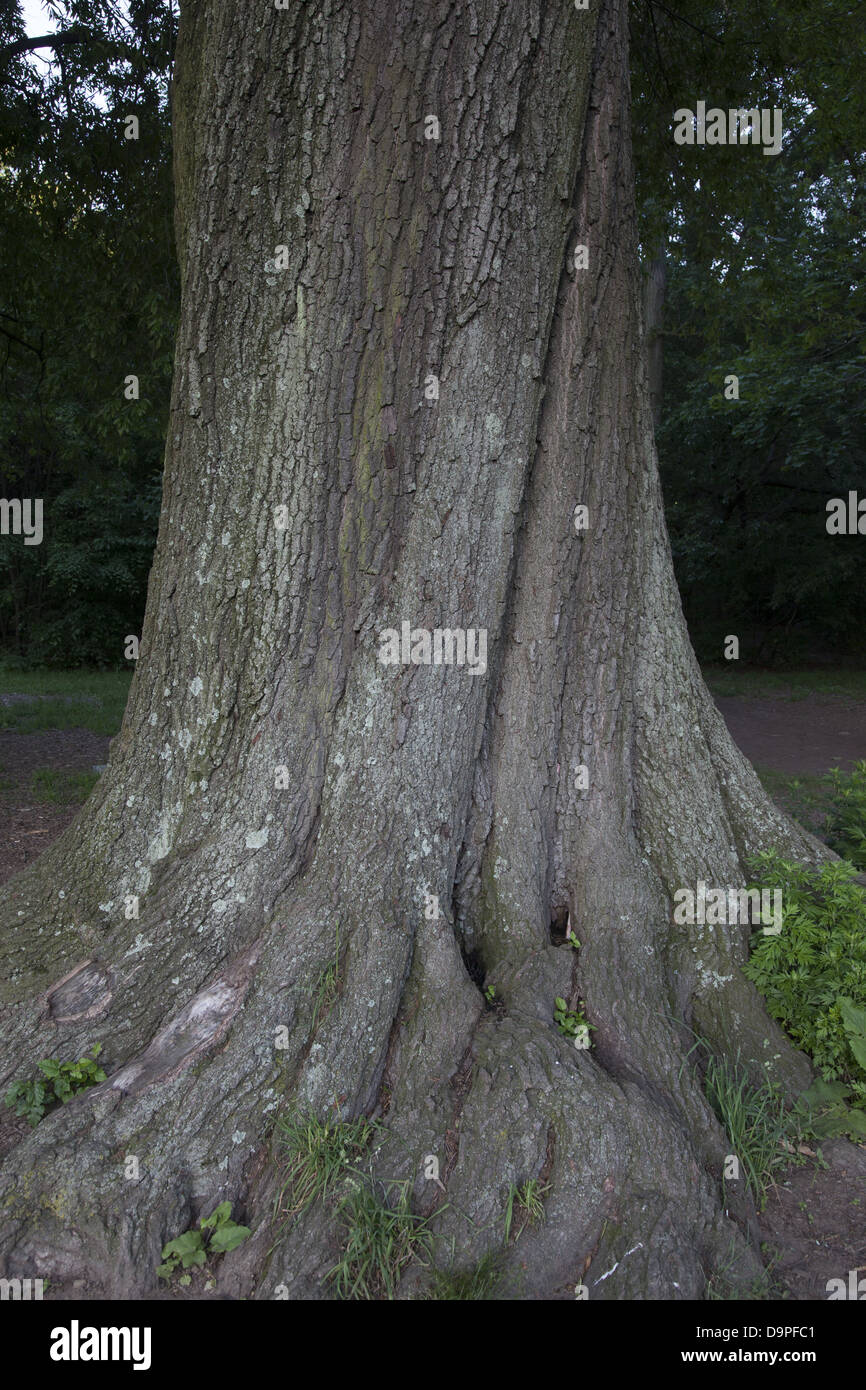Oak Tree trunk, Prospect Park, Brooklyn, NY. Stock Photo